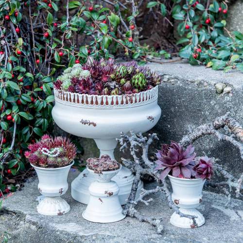 Floristik24 Calice Coppa Pianta Crema Antica Ø20cm H20cm 1 pz