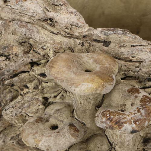 Prodotto Fioriera tronco d&#39;albero in pietra artificiale con funghi 36×18×12,5cm
