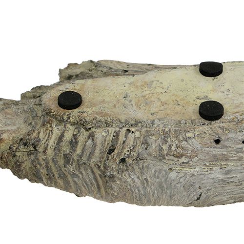 Floristik24 Ciotola per piante grasse 24,5 cm x 8,5 cm H5,5 cm