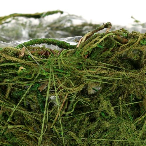 Floristik24 Ciotola per fioriera con muschio Ø16cm H9cm - 10cm verde 3 pezzi