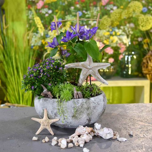 Floristik24 Ciotola per piante dall'aspetto antico, ciotola per fiori patina Ø32cm H14cm