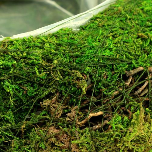 Floristik24 Ciotola per piantare muschio con vite Ø 25 cm