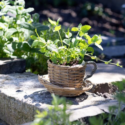 Prodotto Portavasi per piante in salice, vaso per piante verde naturale Ø18,5 cm