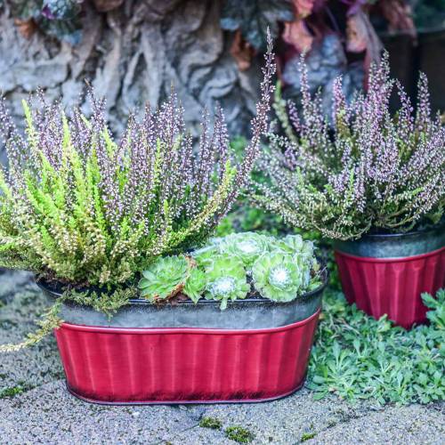 Floristik24 Portavaso ovale rosso, zinco argento 26 × 13 cm H11 cm