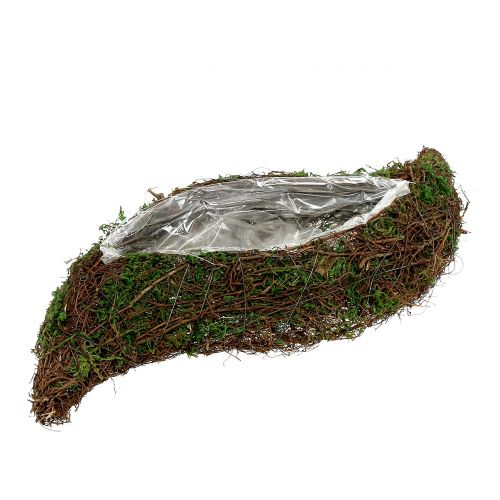 Floristik24 Pianta di muschio ondulato con vite 28 cm x 30 cm