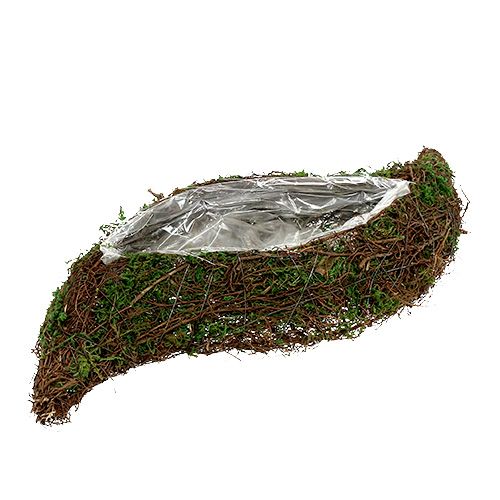 Floristik24 Pianta vite ondulata, muschio 45 cm x 18 cm H7 cm