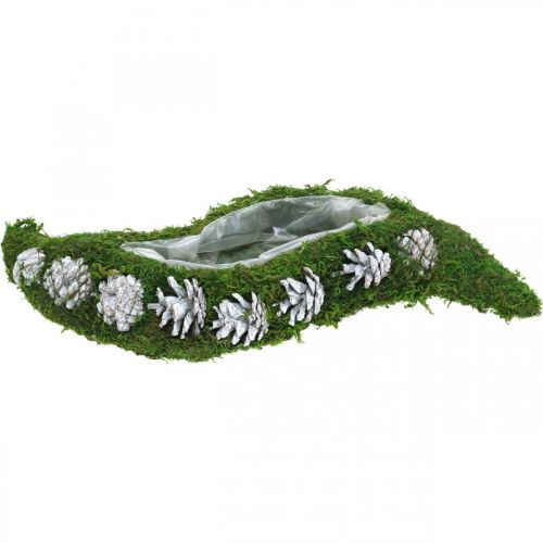 Floristik24 Fioriera muschio e coni verde onda, bianco lavato 41 × 15 cm