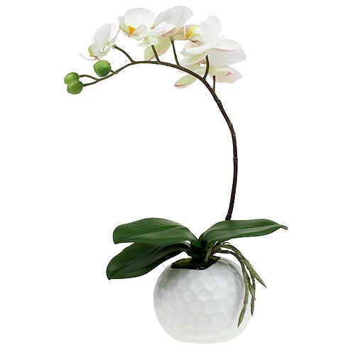 Floristik24 Crema di Phalaenopsis in vaso ceramica 33cm