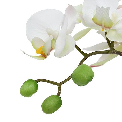 Prodotto Crema di Phalaenopsis in vaso ceramica 33cm