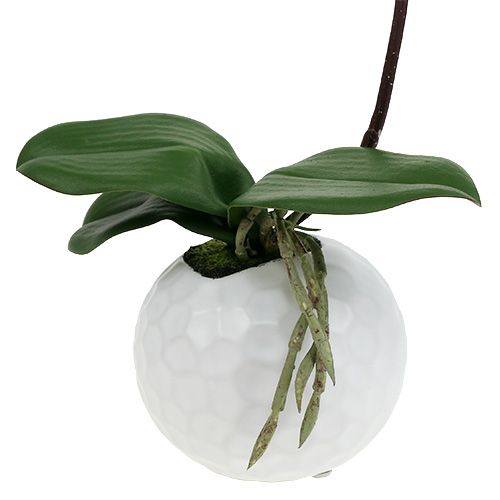 Prodotto Crema di Phalaenopsis in vaso ceramica 33cm