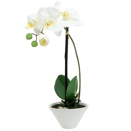 Floristik24 Phalaenopsis bianco in ciotola con decoro floreale H38cm