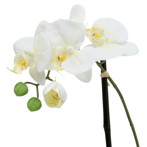 Prodotto Phalaenopsis bianco in ciotola con decoro floreale H38cm