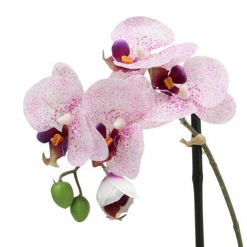 Floristik24 Phalaenopsis artificiale viola-bianco in tazza H38cm