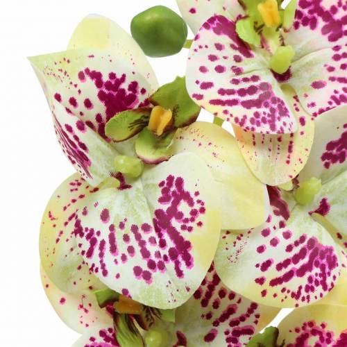 Prodotto Ramo di orchidea artificiale Phaelaenopsis verde rosa H49cm