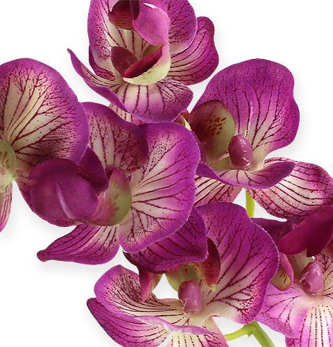 Floristik24 Orchidea Phalaenopsis Viola-Crema 62cm