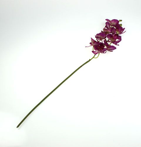 Floristik24 Orchidea Phalaenopsis Viola-Crema 62cm