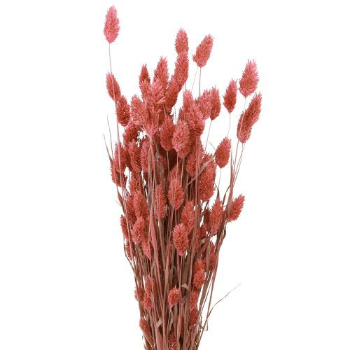 Floristik24 Fiori secchi Phalaris erba lucida rosa 64 cm 70 g × 2 pezzi