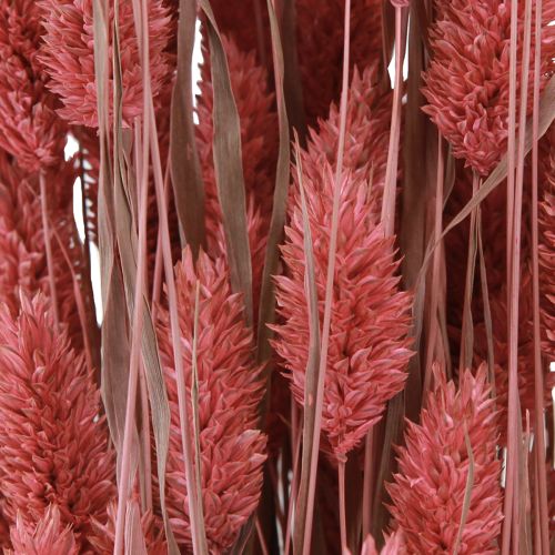 Floristik24 Fiori secchi Phalaris erba lucida rosa 64 cm 70 g × 2 pezzi