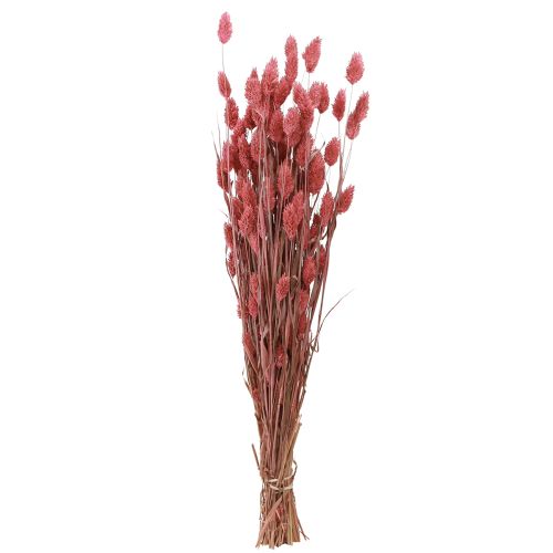 Floristik24 Fiori secchi Phalaris erba lucida rosa 64 cm 70 g × 2 pezzi
