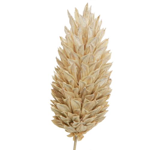 Floristik24 Phalaris scagliola fiori secchi bianchi L64cm 75gx2pz