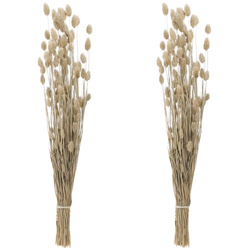 Floristik24 Phalaris scagliola fiori secchi bianchi L64cm 75gx2pz