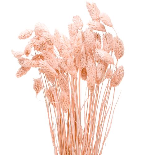 Floristik24 Decorazione essiccata di erba lucida rosa Phalaris 65cm 60g