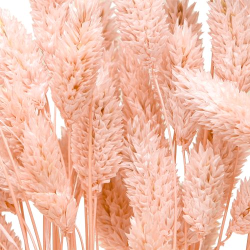 Prodotto Decorazione essiccata di erba lucida rosa Phalaris 65cm 60g