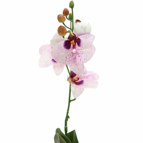 Floristik24 Phaleanopsis orchidea artificiale bianco, viola 43cm
