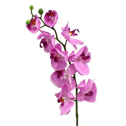 Orchidea Phalaenopsis Rosa 77cm