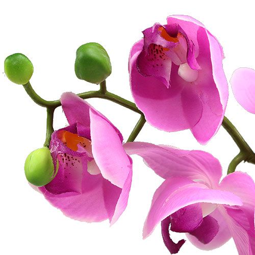 Floristik24 Orchidea Phalaenopsis Rosa 77cm