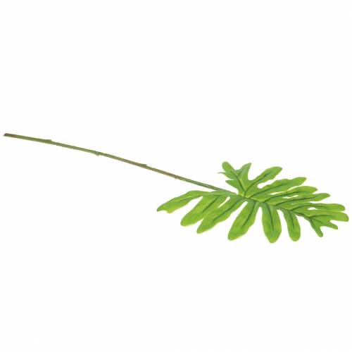 Floristik24 Filodendro Verde Foglia 40cm