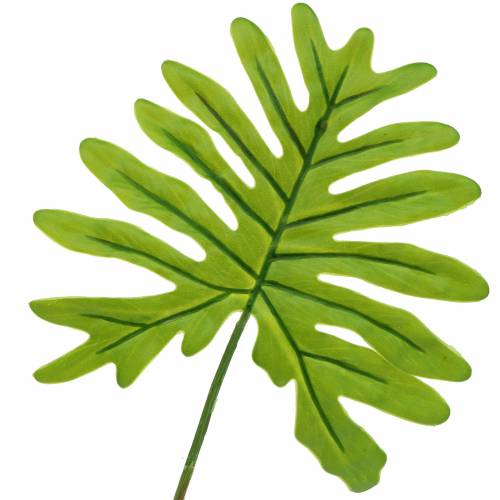 Floristik24 Filodendro Verde Foglia 40cm