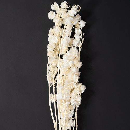Decorazione floreale di lanterna sbiancata e secca di Physalis Nicandra 75-80cm 100g
