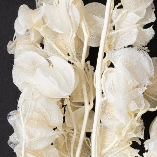 Floristik24 Decorazione floreale di lanterna sbiancata e secca di Physalis Nicandra 75-80cm 100g