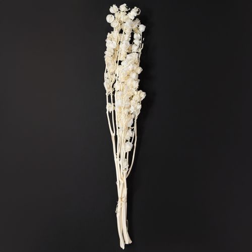 Floristik24 Decorazione floreale di lanterna sbiancata e secca di Physalis Nicandra 75-80cm 100g