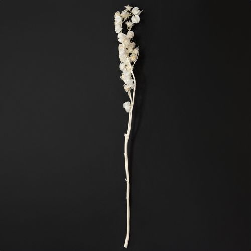 Prodotto Decorazione floreale di lanterna sbiancata e secca di Physalis Nicandra 75-80cm 100g