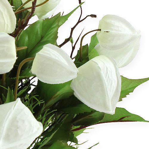 Floristik24 Cespuglio Physalis bianco 30 cm