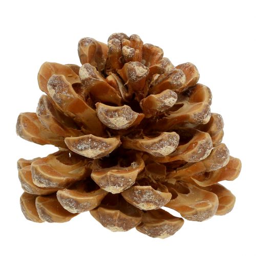 Pigne Pinus Pinea pigne crema mista 5-18cm 25p