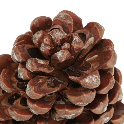 Prodotto Pigne pigne decorative grandi naturali 8-9 cm 3 pz