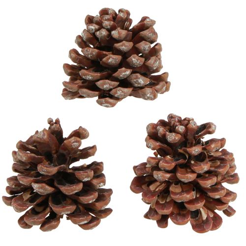Prodotto Pigne pigne decorative grandi naturali 8-9 cm 3 pz