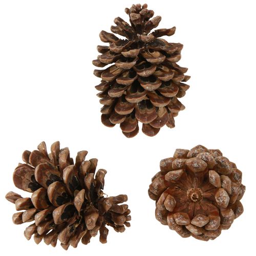 Prodotto Pinus Pinea Veri Coni Grandi Pino Naturale H10-12cm 50 pz