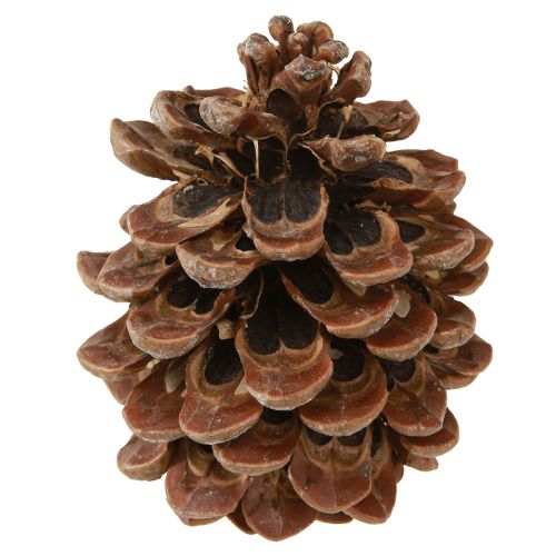 Prodotto Pinus Pinea Veri Coni Grandi Pino Naturale H10-12cm 50 pz