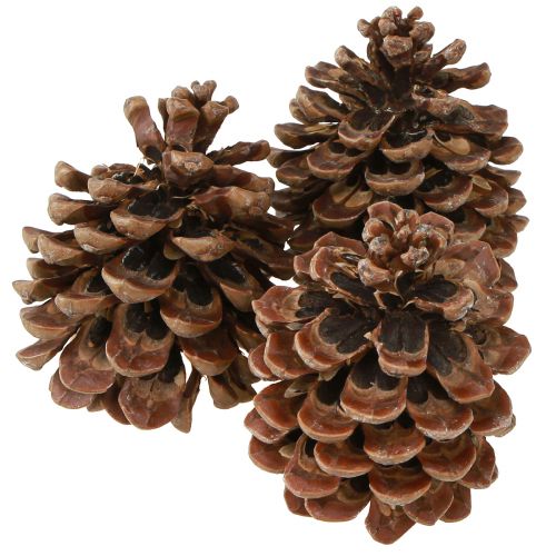 Prodotto Pinus Pinea Veri Coni Grandi Pino Naturale H10-12cm 50 pz