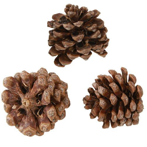 Prodotto Pinus Pinea Pigne Medie Naturali 8-10cm 50 pz