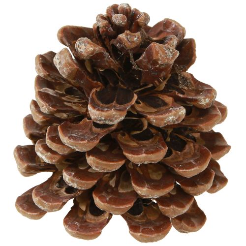 Prodotto Pinus Pinea Pigne Medie Naturali 8-10cm 50 pz