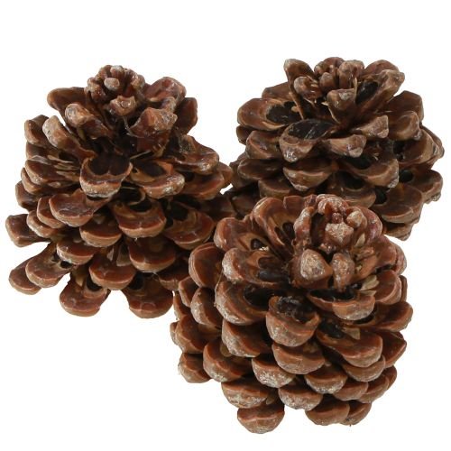 Prodotto Pinus Pinea Pigne Medie Naturali 8-10cm 50 pz