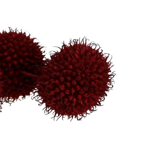 Floristik24 Frutti di platano essiccati rosso scuro 250g
