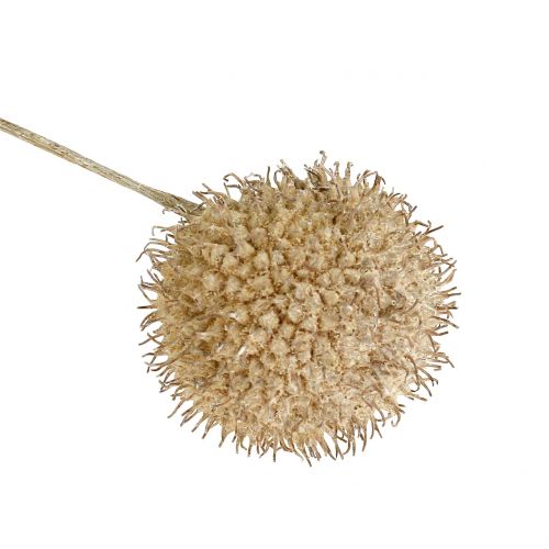 Floristik24 Frutti piani lavati bianchi 250g