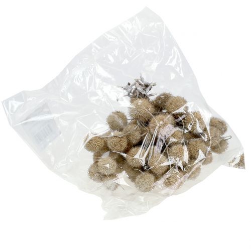 Floristik24 Frutti piani lavati bianchi 250g