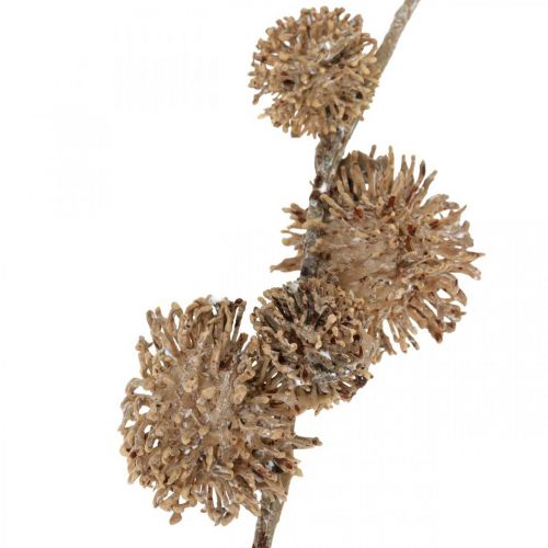 Prodotto Ramo decorativo Platano con frutti Decorazione autunnale Platano artificiale Marrone L82cm Ø2-4cm